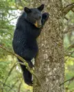 Young American black bear climbing a tree [2048 x 2560] [OC]