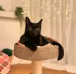 Your cat has social media, what’s their profile pic?
