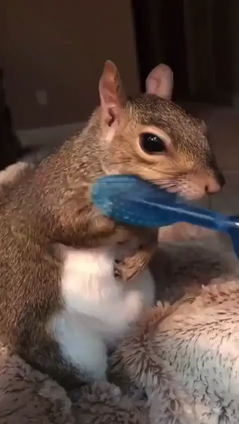 Your Friday moment of zen: squirrel enjoying brushybrushy
