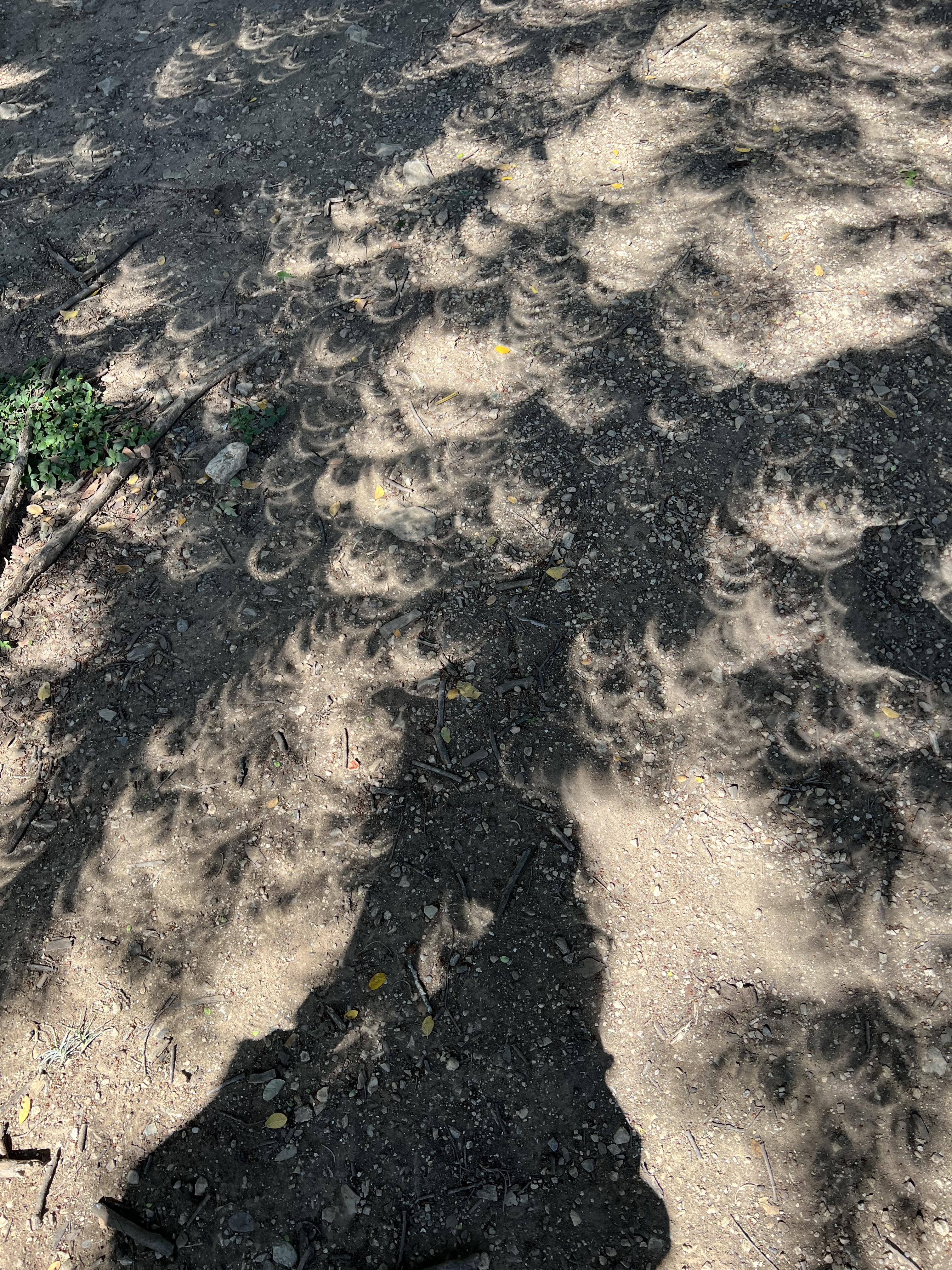 Eclipse at New Braunfels, Texas. Eclipse patterns in shadows under ...