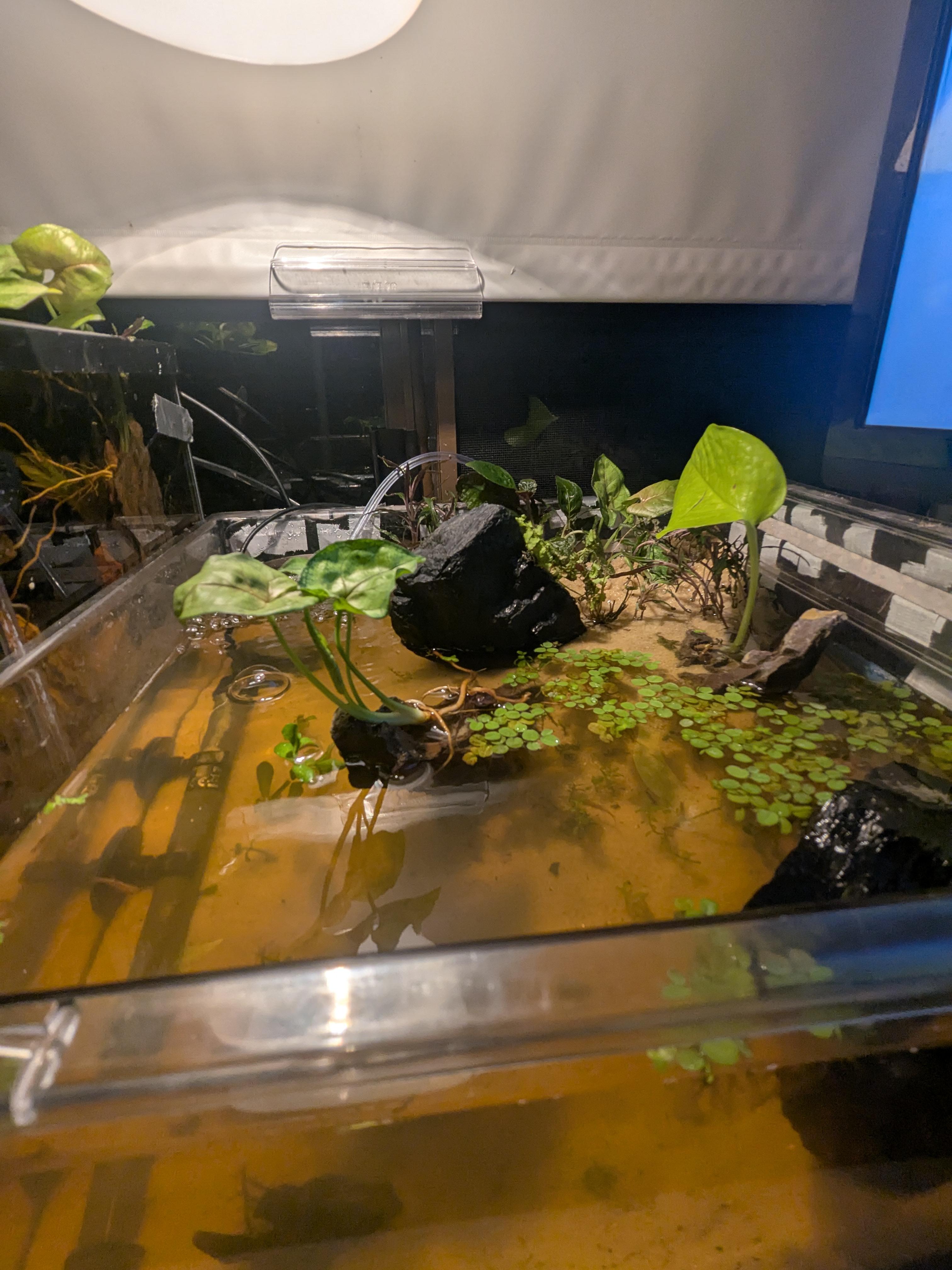 Free shrimp setup using a drawer | Scrolller