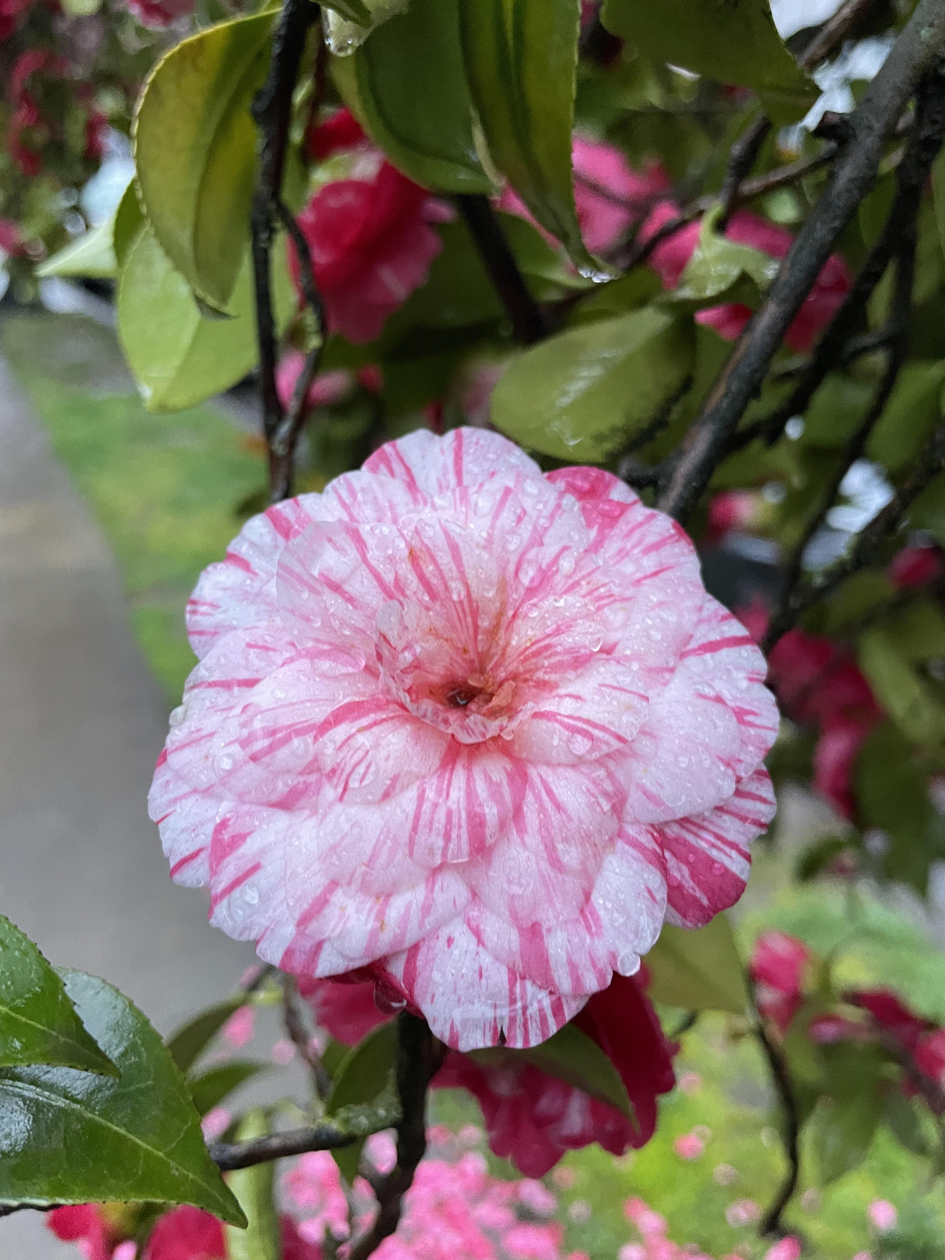Close-up of a variegated pink and white striped camellia flower with water droplets and green leaves