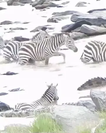 zebra gets its face ripped apart by a crocodile