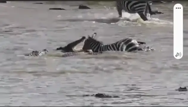 Zebra's face literally ripped apart by crocodiles
