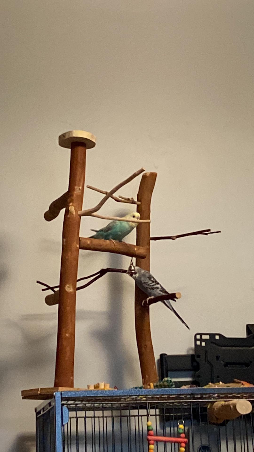 Photo inspiration: Gallery Detail: I Made Those Climbing Trees For My Birds And They