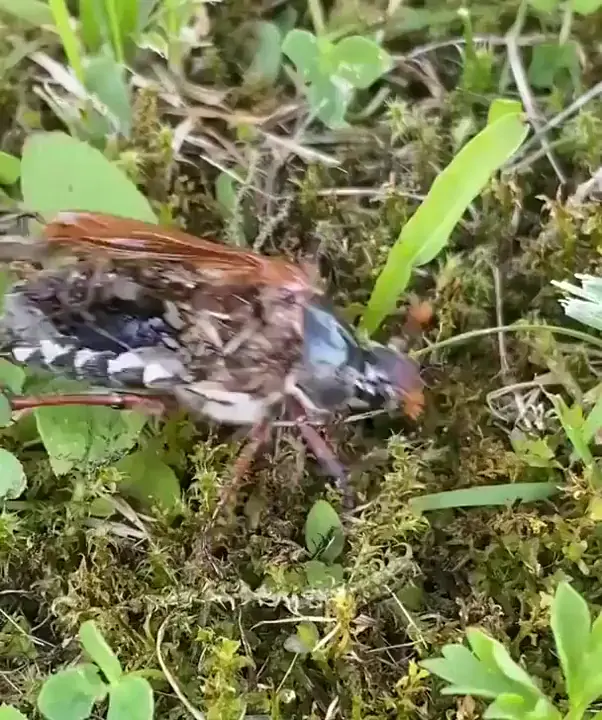 Zombie bug controlled by parasite after death