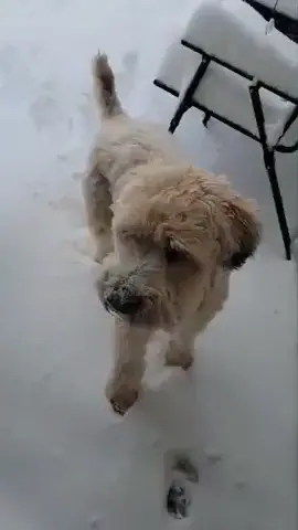 Zoomies