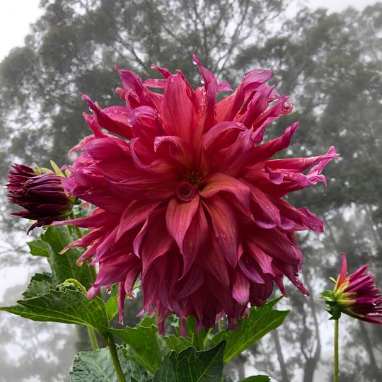 A garden dahlia after some rainfall
