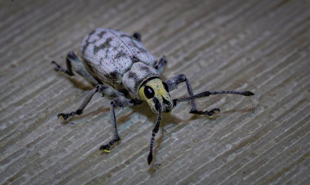 A Little Leaf Notcher