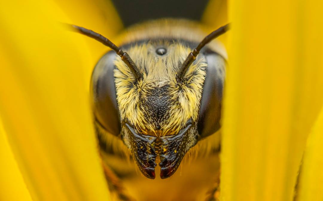 Caught this bee napping in a flower