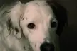 A cute dog with brown spots and a brown patch over one eye, titled The Vampire.