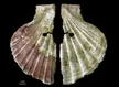 Two halves of a fossilized king scallop shell from Cueva Antón, Spain, with a 1 cm scale bar on a black background.