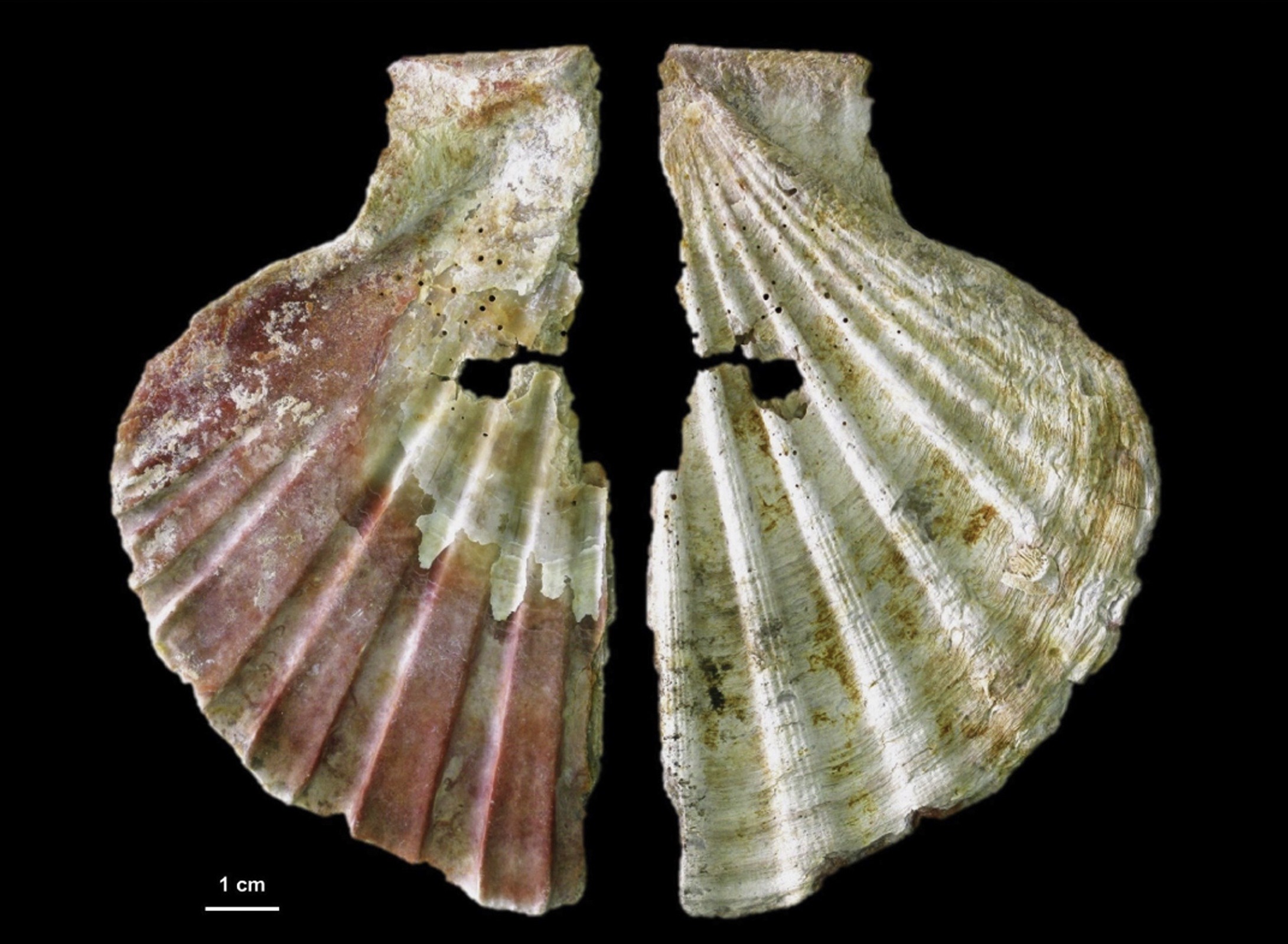 Decorated king scallop shell from Cueva Antón, Spain. Interior (left) with natural red colouration, and exterior (right) with traces of unnatural orange pigmentation