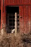 A cute white and brown fluffy cat sitting behind a wire fence in front of a red wooden barn door