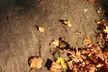 Dried autumn leaves and pine needles scattered across a textured grey stone surface, close-up looking down.