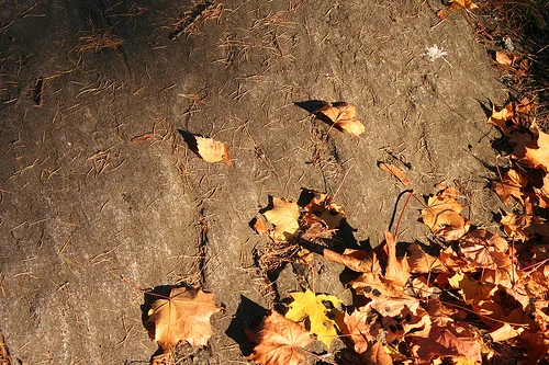 Details of Autumn