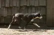 A black and white dog with a red collar walking across sandy ground in front of a wooden wall