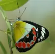 A Scarlet Jezebel butterfly with yellow, black, and red wings perched on a green plant stem.