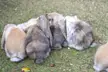 Fluffy rabbits of various colors huddling together on a grassy field at the Tropical Butterfly House