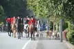 Riders in red coats on horses leading golden retriever hounds down a tree-lined road at Travellers Rest