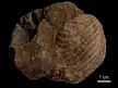 Fossilized shell of the Jurassic-Cretaceous marine bivalve Myophorella embedded in brown rock with a 1 cm scale bar.
