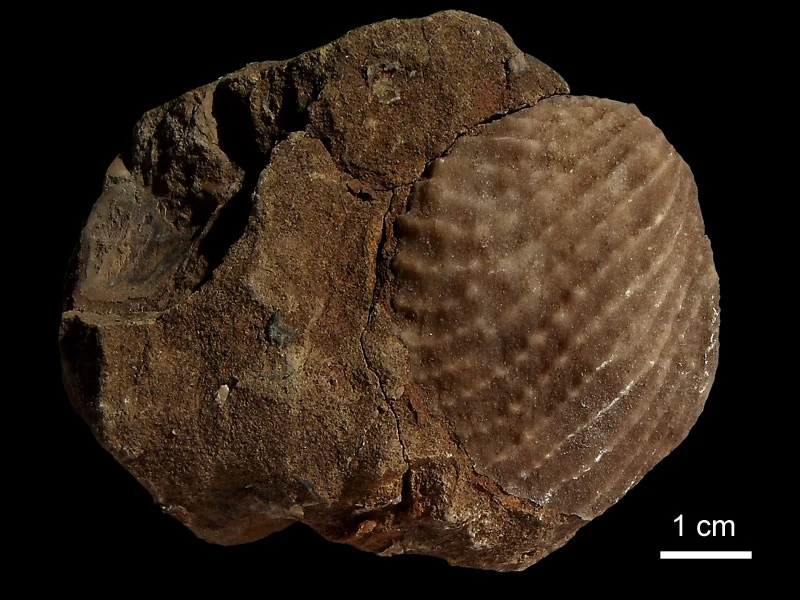 Fossilized shell of the Jurassic-Cretaceous marine bivalve Myophorella
