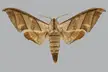 Taxa named by Per Olof Christopher Aurivillius