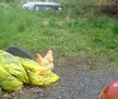 A blond guy chicken standing on yellow bags of soil next to a tire in a grassy yard.