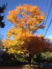 Ornamental trees