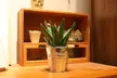 A small aloe vera houseplant in a silver metal bucket on a wooden table, aesthetic interior design.