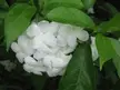 Flora of Indo-China