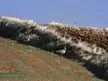 Four great bustards standing on a grassy brown hillside under a clear blue sky in Spain.