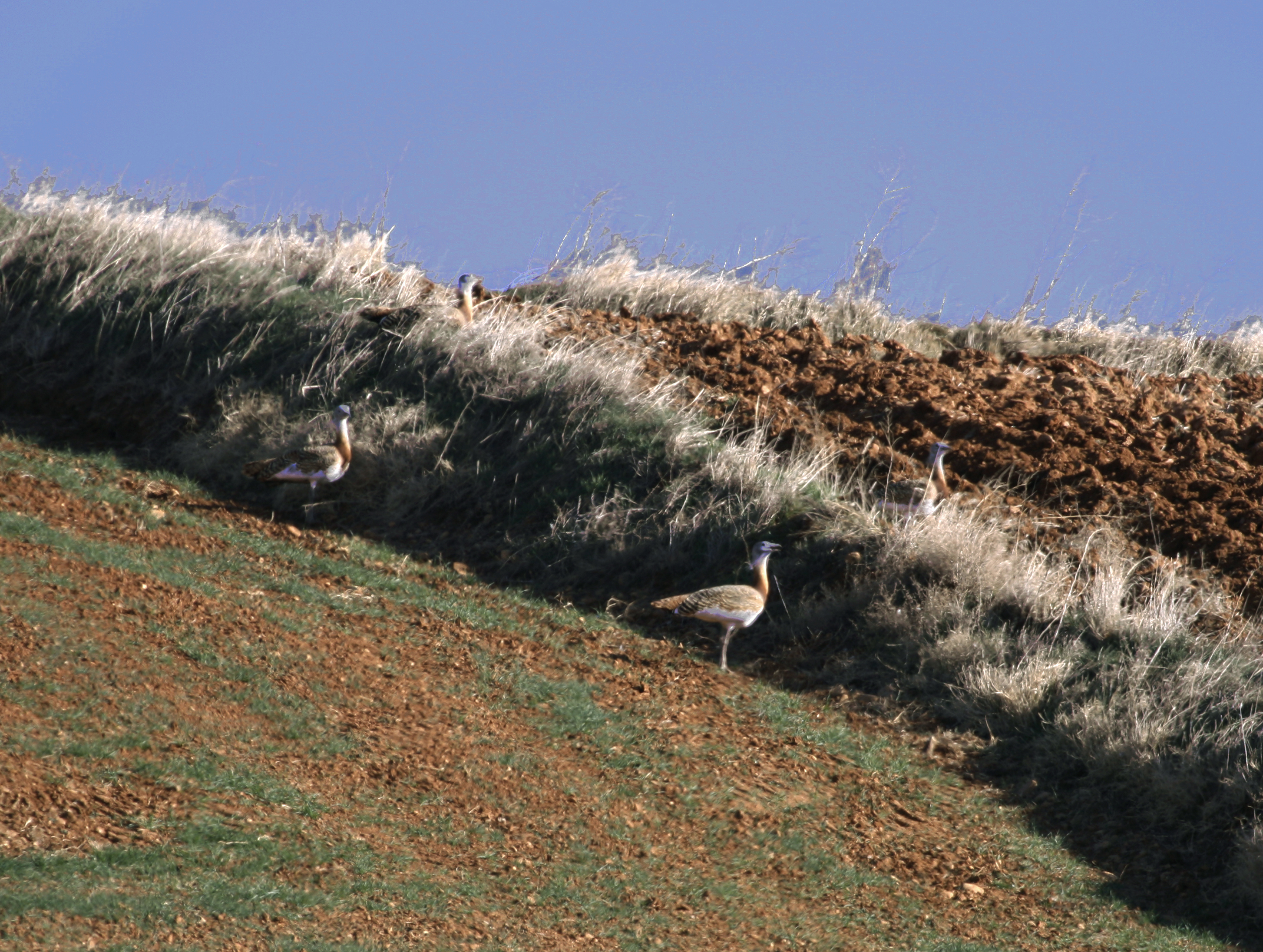 Great bustards in Spain in fairly typical habitat for the species.