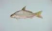 Fish of the Eastern United States