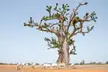 A cowherd in blue clothing climbs a baobab tree in an arid savanna while white cattle graze below.