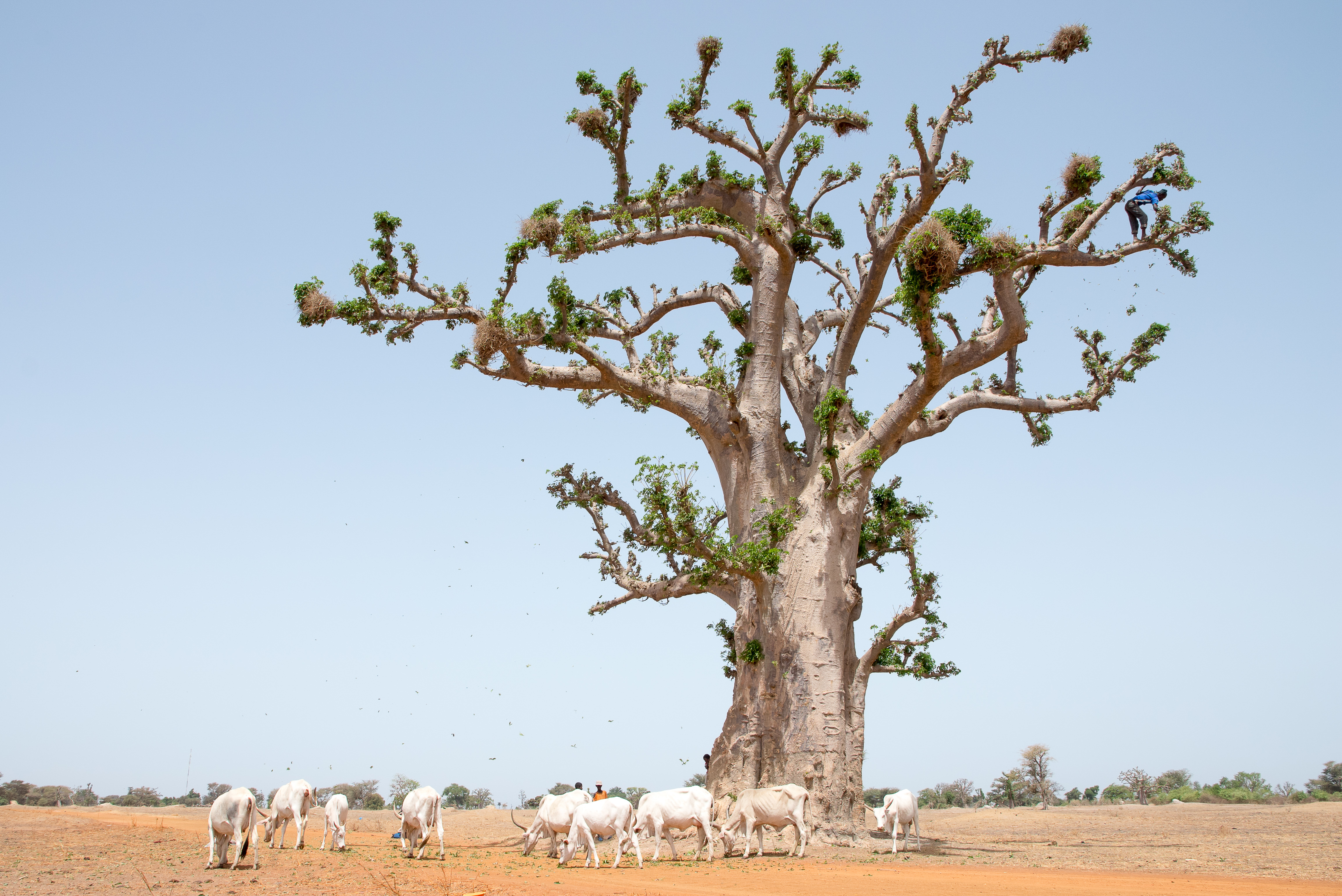 A cowherd in Senegal harvests baobab leaves for forage in the dry season