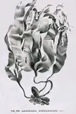 Laminaria bongardiana seaweed botanical illustration by Postels, black and white gravure on a white background