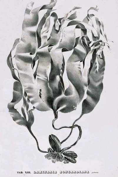 Laminaria bongardiana
by Postels