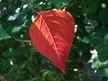 Homalanthus populifolius red leaf close-up against green foliage
