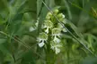Orchids of Canada