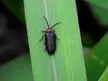 Bioluminescent insects