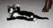 Jenny's new kitty, a cute black and white cat lying on its back on a grey carpet next to a brown boot