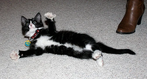 Jenny's New Kitty