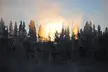 Solljus: snow-covered evergreen trees silhouetted against a bright, glowing winter sunrise