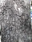 Drought-tolerant trees