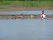 Five people, including two women in blue bikinis, lying down and playing in the mud on a riverbank.