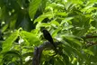 Lesser Antillean Bullfinch perched on a tree branch surrounded by lush green leaves