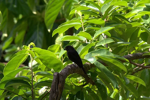 Lesser Antillean Bullfinch (Loxigilla noctis)
