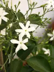 Jasminum