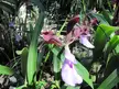 Close-up of purple and pink orchid flowers with long green leaves in a garden.